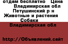 отдам бесплатно › Цена ­ 1 - Владимирская обл., Петушинский р-н Животные и растения » Собаки   . Владимирская обл.